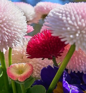 Descubre 100 Tipos De Flores Únicas