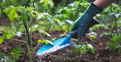 Cultiva de forma sostenible: Abonos ecológicos para tus plantas 7 Cultiva de forma sostenible: Abonos ecológicos para tus plantas