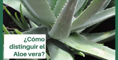 Diferencias Cruciales entre Aloe Vera Macho y Hembra: Guía Completa