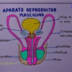 Guía Detallada: Aparato Reproductor Masculino para Colorear con Nombres