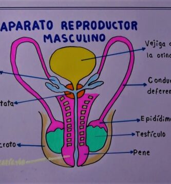 Guía Detallada: Aparato Reproductor Masculino para Colorear con Nombres 1 Guía Detallada: Aparato Reproductor Masculino para Colorear con Nombres