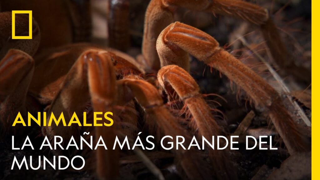 Descubre los Arácnidos de Tamaño Muy Pequeño 1 Descubre los Arácnidos de Tamaño Muy Pequeño