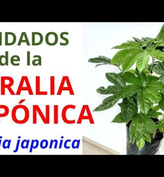 Guía Completa para Cultivar Aralia Planta con Éxito