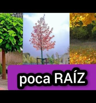 Arboles con Poca Raiz: Guía Esencial para Jardineros