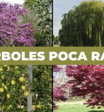 Arboles de Poca Raíz y Buena Sombra: Guía Completa