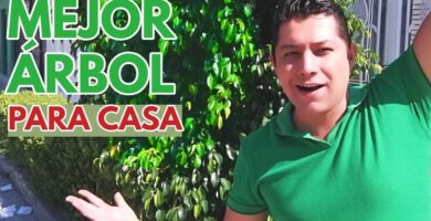 Árboles ideales para jardín con poca raíz 5 Árboles ideales para jardín con poca raíz