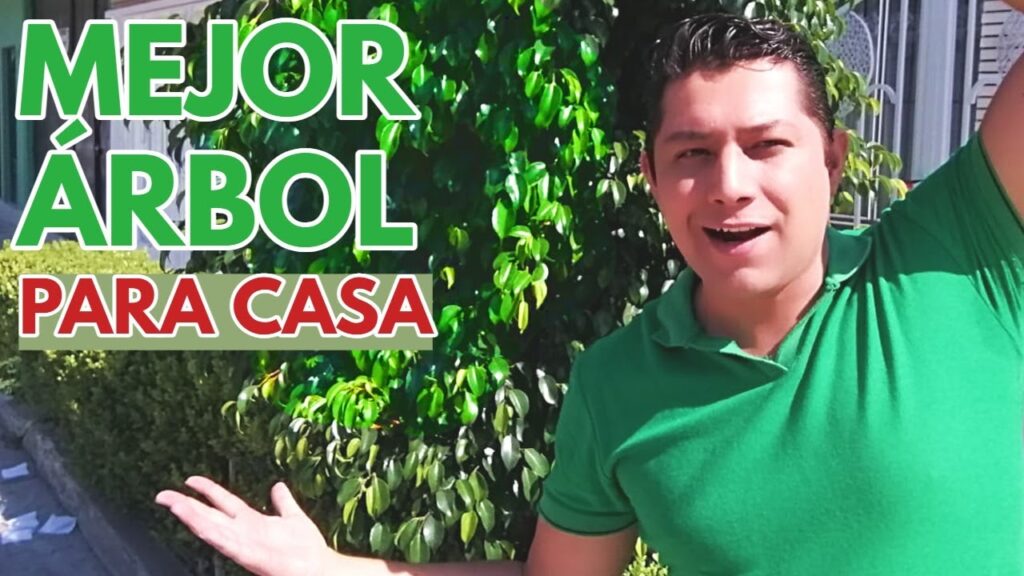 Árboles Que No Hacen Mucha Raíz Explicado 1 Árboles Que No Hacen Mucha Raíz Explicado