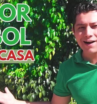 Árboles Que No Hacen Mucha Raíz Explicado