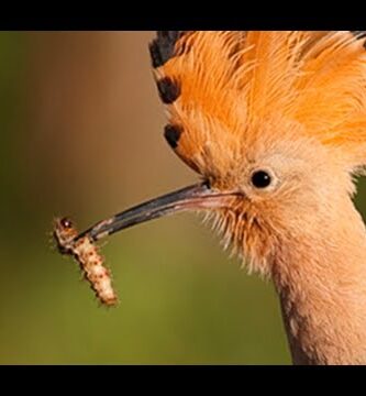 Descubre la Fascinante Ave Insectívora de Plumas Eréctiles en la Cabeza