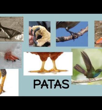 Descubre Aves con Patas con Membranas Interdigitales: Guía Completa