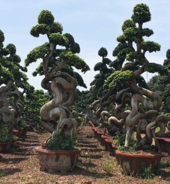 Guía Completa para Cuidar y Mantener un Bonsai Grande