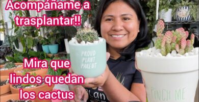 Cómo Cultivar Saludables Cactus en Macetas Caseras 6 Cómo Cultivar Saludables Cactus en Macetas Caseras