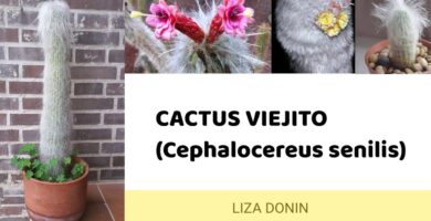 Guía de cuidado para el cactus viejito con flor 4 Guía de cuidado para el cactus viejito con flor