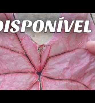 Guía de Cuidados para el Caladium Rosa