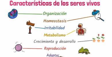 Detalles Sobre Características de Seres Vivos PDF 5 Detalles Sobre Características de Seres Vivos PDF