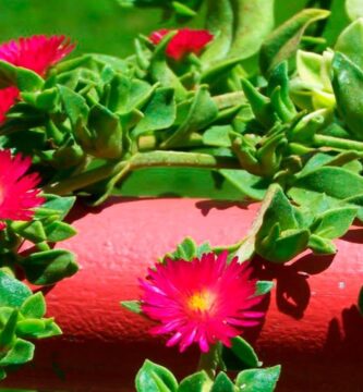 Guía Completa: Catálogo de Plantas Rastreras para Jardineros 1 Guía Completa: Catálogo de Plantas Rastreras para Jardineros