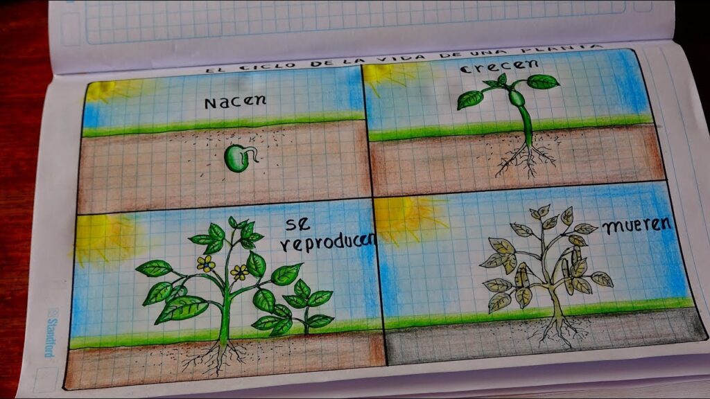 Coloreando el Ciclo de Vida de Plantas
