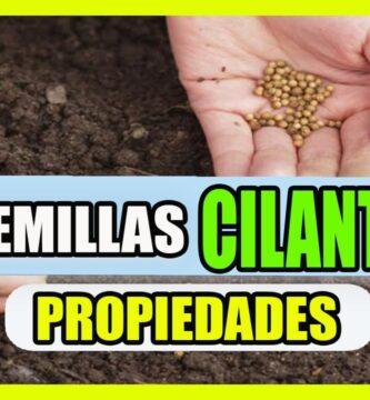 Descubre los Beneficios del Cilantro de Bolita