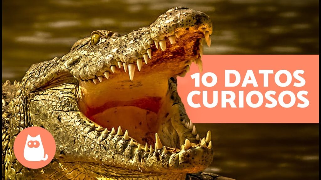 Descubre 10 Datos Curiosos y Fascinantes Sobre Cocodrilos 1 Descubre 10 Datos Curiosos y Fascinantes Sobre Cocodrilos