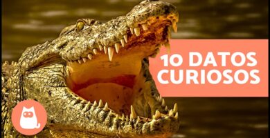 Descubre 10 Datos Curiosos y Fascinantes Sobre Cocodrilos 13 Descubre 10 Datos Curiosos y Fascinantes Sobre Cocodrilos