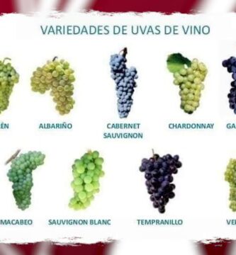 Guía Definitiva de los Diversos Colores de Uvas