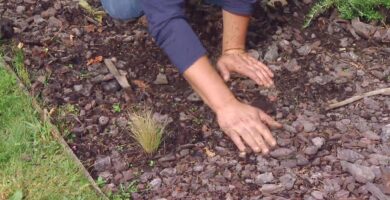 Beneficios y Usos Sorprendentes de la Corteza de Pino 7 Beneficios y Usos Sorprendentes de la Corteza de Pino