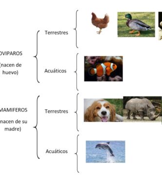Cuadro Sinóptico de Animales: Guía Completa Ilustrada