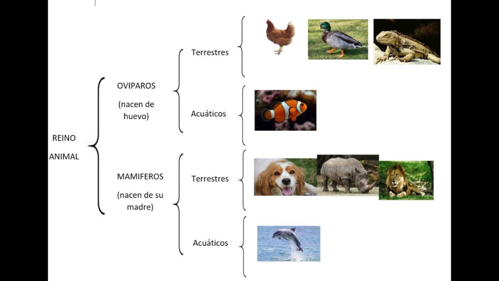 Cuadro Sinóptico de los Animales: Guía Completa y Detallada 1 Cuadro Sinóptico de los Animales: Guía Completa y Detallada