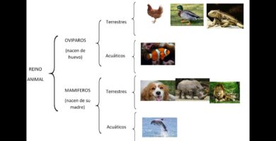 Cuadro Sinóptico de los Animales: Guía Completa y Detallada 9 Cuadro Sinóptico de los Animales: Guía Completa y Detallada