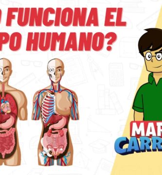 Descubre Cuántas Funciones Realiza Tu Cuerpo Segundo a Segundo