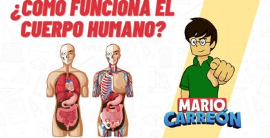 Descubre Cuántas Funciones Realiza Tu Cuerpo Segundo a Segundo