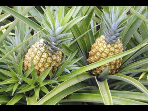 Descubre Cuántas Piñas Produce Una Planta de Piña 1 Descubre Cuántas Piñas Produce Una Planta de Piña