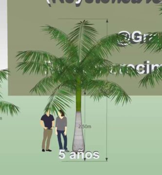 Tiempo Promedio: Cuánto Tarda en Crecer una Palmera