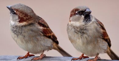 Descubre la Sorprendente Longevidad: ¿Cuánto Vive un Pájaro? 4 Descubre la Sorprendente Longevidad: ¿Cuánto Vive un Pájaro?