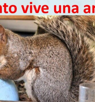 Descubre Cuántos Años Vive Una Ardilla Promedio
