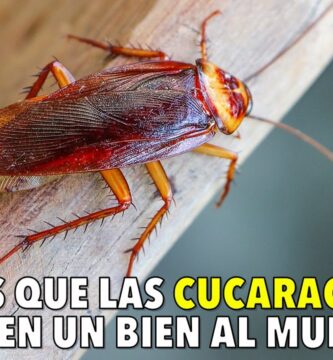 Manejo Efectivo de la Cucaracha de Tierra