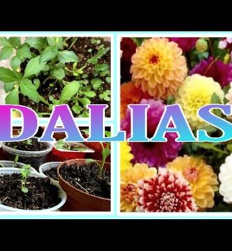 Dalia Enana: Guía Completa para Cultivar y Cuidar en Casa