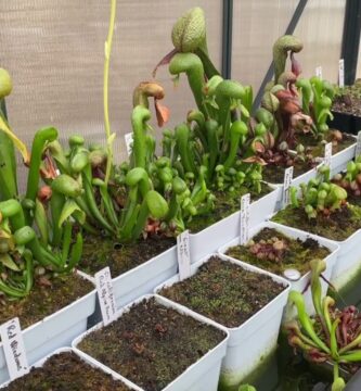 Secretos de Cultivo para Darlingtonia Californica Exitoso