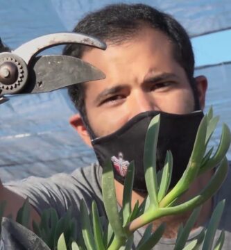 Cultivo y Cuidado del Dedo Moro Planta