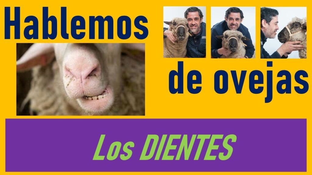 Todo Sobre la Dentadura de Borrego: Información Detallada 1 Todo Sobre la Dentadura de Borrego: Información Detallada