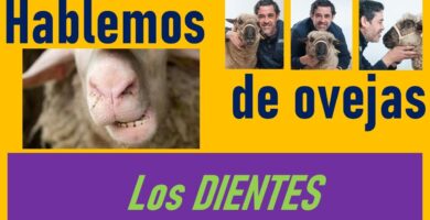 Todo Sobre la Dentadura de Borrego: Información Detallada