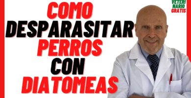 Beneficios y Uso de Diatomeas para Perros