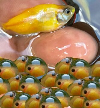 Proceso de Desove: Cuando un Pez Suelta los Huevos
