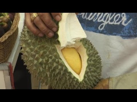 Descubriendo Diferencias y Similitudes entre Durian y Yaca 1 Descubriendo Diferencias y Similitudes entre Durian y Yaca