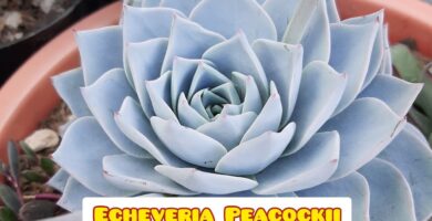 Guía Completa para el Cuidado de la Echeveria Peacockii