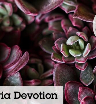 Cuidado y Crecimiento de la Echeveria Pulvinata
