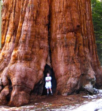 Descubriendo el Árbol Más Grande del Mundo en CodyCross