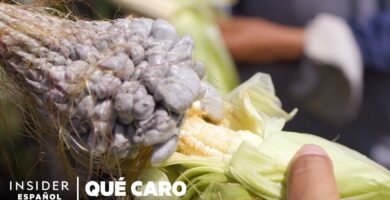 Desmintiendo Mitos: ¿El Huitlacoche es Realmente Venenoso?