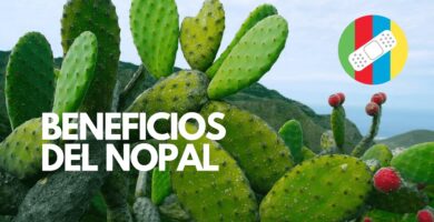 Identificación y Fotos de Enfermedades del Nopal 5 Identificación y Fotos de Enfermedades del Nopal