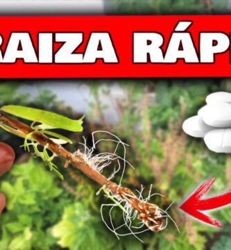Usar Enraizador para Árboles: Guía Completa